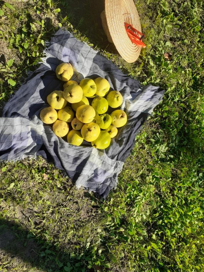 Quinta Da Peca Douro Vinhateiro Vila Real Εξωτερικό φωτογραφία