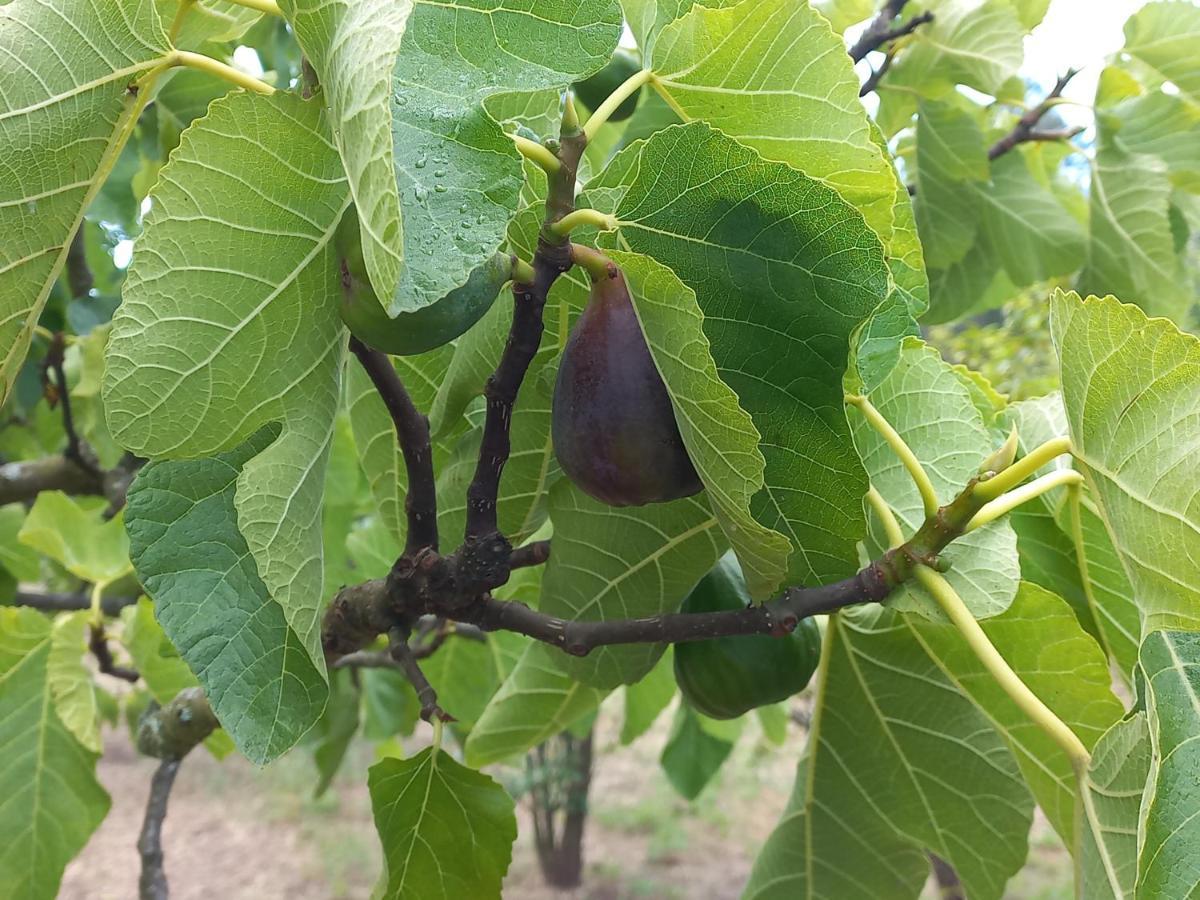 Quinta Da Peca Douro Vinhateiro Vila Real Εξωτερικό φωτογραφία